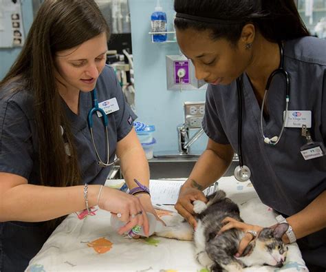 the village vets reviews|Emergency and Critical Care .